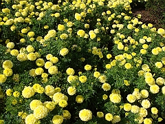 212 Longwood Gardens [2008 August 23]